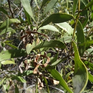 Acacia melanoxylon at Paddys River, ACT - 5 Sep 2015 12:08 PM