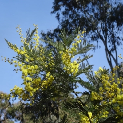 Acacia dealbata (Silver Wattle) at Paddys River, ACT - 5 Sep 2015 by galah681