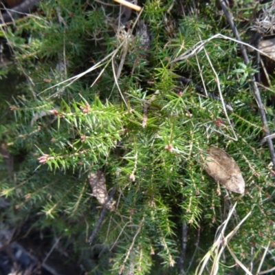 Acrotriche serrulata (Ground-berry) at Paddys River, ACT - 5 Sep 2015 by galah681