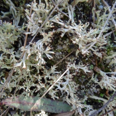 Cladonia sp. (genus) (Cup Lichen) at Paddys River, ACT - 5 Sep 2015 by galah681