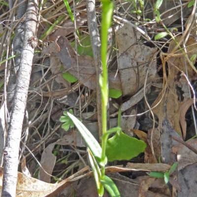 Bunochilus montanus (Montane Leafy Greenhood) at Paddys River, ACT - 5 Sep 2015 by galah681