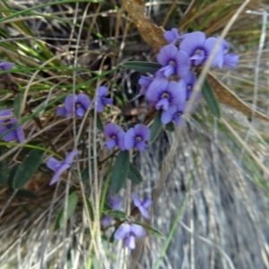 Hovea heterophylla at Paddys River, ACT - 5 Sep 2015