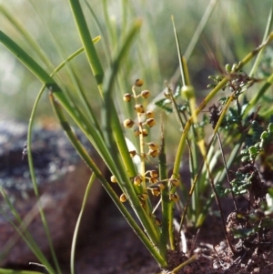 Lomandra filiformis at Theodore, ACT - 10 Nov 2005