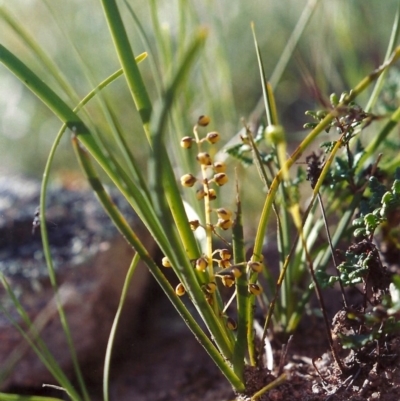 Lomandra filiformis (Wattle Mat-rush) at Theodore, ACT - 10 Nov 2005 by MichaelBedingfield