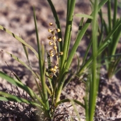 Lomandra filiformis (Wattle Mat-rush) at Theodore, ACT - 9 Nov 2005 by michaelb