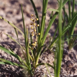 Lomandra filiformis at Theodore, ACT - 10 Nov 2005