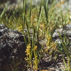 Lomandra filiformis (Wattle Mat-rush) at Tuggeranong Hill - 10 Oct 2006 by michaelb