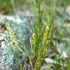 Lomandra filiformis (Wattle Mat-rush) at Point Hut to Tharwa - 8 Nov 2000 by michaelb