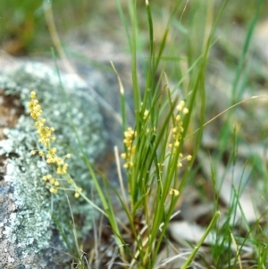 Lomandra filiformis at Point Hut to Tharwa - 9 Nov 2000