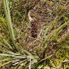 Lomandra filiformis (Wattle Mat-rush) at Tuggeranong Hill - 23 Nov 1999 by michaelb