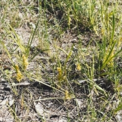 Lomandra filiformis (Wattle Mat-rush) at Conder, ACT - 27 Oct 1999 by michaelb