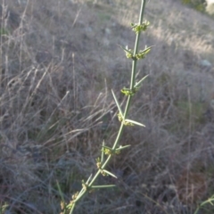 Discaria pubescens (Australian Anchor Plant) at Denman Prospect, ACT - 14 Sep 2015 by RichardMilner