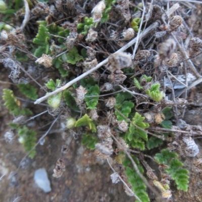 Cheilanthes distans (Bristly Cloak Fern) at Molonglo River Reserve - 14 Sep 2015 by RichardMilner