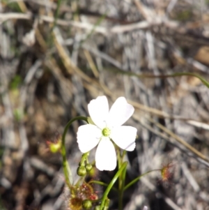 Drosera auriculata at Canberra Central, ACT - 15 Sep 2015