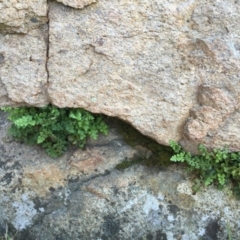 Asplenium subglandulosum (Blanket Fern) at Stromlo, ACT - 16 Sep 2015 by dcnicholls