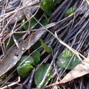 Pterostylis pedunculata at Canberra Central, ACT - suppressed