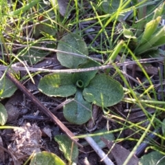 Pterostylis pedunculata at Canberra Central, ACT - suppressed