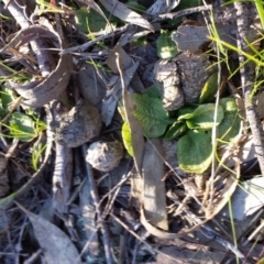 Pterostylis pedunculata at Canberra Central, ACT - suppressed