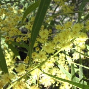 Acacia rubida at Campbell, ACT - 16 Sep 2015