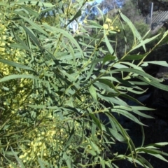 Acacia rubida at Campbell, ACT - 16 Sep 2015