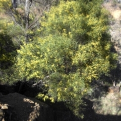 Acacia rubida at Campbell, ACT - 16 Sep 2015 09:43 AM