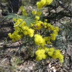 Acacia dealbata (Silver Wattle) at Paddys River, ACT - 5 Sep 2015 by galah681