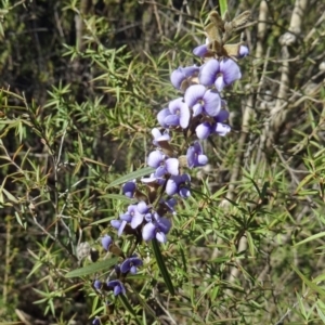 Hovea heterophylla at Paddys River, ACT - 5 Sep 2015 12:28 PM