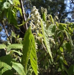 Pomaderris aspera (Hazel Pomaderris) at Paddys River, ACT - 5 Sep 2015 by galah681