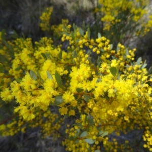 Acacia buxifolia subsp. buxifolia at Paddys River, ACT - 5 Sep 2015 01:04 PM