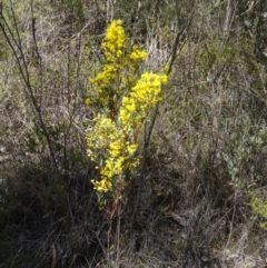 Acacia buxifolia subsp. buxifolia at Paddys River, ACT - 5 Sep 2015 01:04 PM