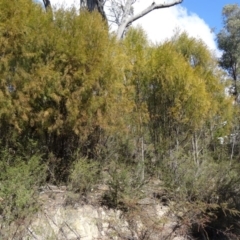 Exocarpos cupressiformis (Cherry Ballart) at Paddys River, ACT - 5 Sep 2015 by galah681