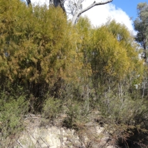 Exocarpos cupressiformis at Paddys River, ACT - 5 Sep 2015 01:15 PM