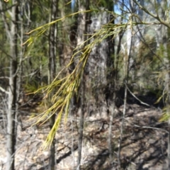 Exocarpos cupressiformis at Paddys River, ACT - 5 Sep 2015 01:15 PM