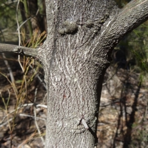 Exocarpos cupressiformis at Paddys River, ACT - 5 Sep 2015 01:15 PM