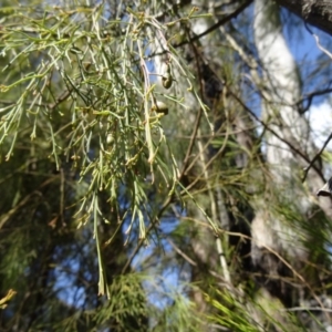 Exocarpos cupressiformis at Paddys River, ACT - 5 Sep 2015 01:15 PM