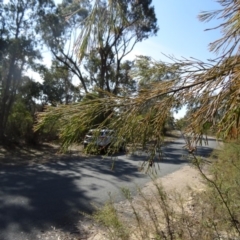 Exocarpos cupressiformis at Paddys River, ACT - 5 Sep 2015 01:15 PM