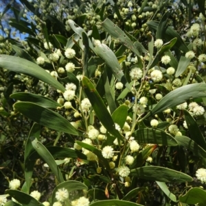 Acacia melanoxylon at Paddys River, ACT - 5 Sep 2015 01:20 PM