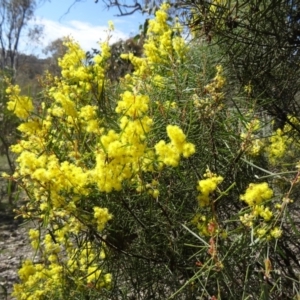 Acacia boormanii at Farrer, ACT - 13 Sep 2015 10:38 AM