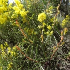 Acacia boormanii at Farrer, ACT - 13 Sep 2015