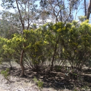 Acacia boormanii at Farrer, ACT - 13 Sep 2015