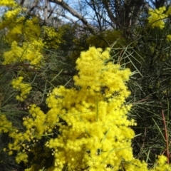 Acacia boormanii (Snowy River Wattle) at Farrer Ridge - 13 Sep 2015 by galah681