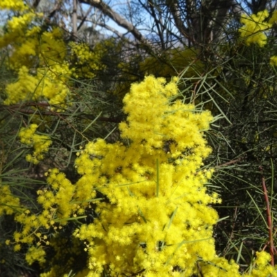 Acacia boormanii (Snowy River Wattle) at Farrer Ridge - 13 Sep 2015 by galah681