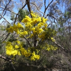 Acacia boormanii at Farrer, ACT - 13 Sep 2015