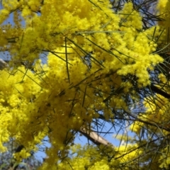 Acacia boormanii at Farrer, ACT - 13 Sep 2015 11:48 AM