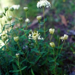 Pimelea treyvaudii at Conder, ACT - 10 Nov 2001