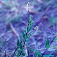 Pimelea treyvaudii (Grey Riceflower) at Conder, ACT - 28 Jan 2001 by michaelb