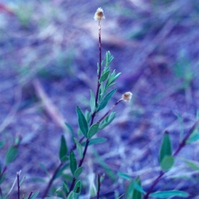 Pimelea treyvaudii (Grey Riceflower) at Conder, ACT - 29 Jan 2001 by MichaelBedingfield