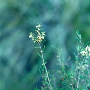 Monotoca scoparia at Tuggeranong DC, ACT - 25 Jun 2001