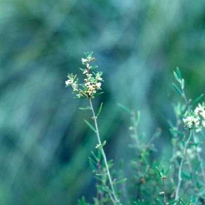 Monotoca scoparia (Broom Heath) at Tuggeranong DC, ACT - 24 Jun 2001 by michaelb