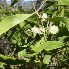 Acacia melanoxylon (Blackwood) at McQuoids Hill - 16 Sep 2015 by FranM